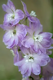 Delphinium: Delphinium