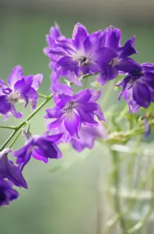 Delphinium: Delphinium