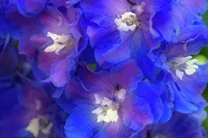 Delphinium: Delphinium