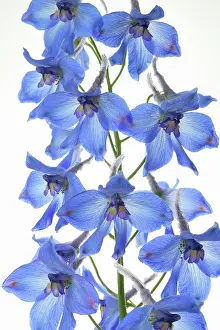 Delphinium: Delphinium