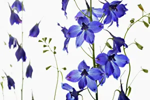 Tendril: Delphinium