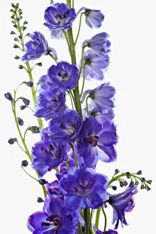 Delphinium: Delphinium