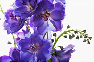 Delphinium: Delphinium