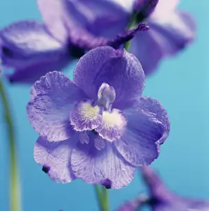 Delphinium: Delphinium
