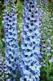 Delphinium: Delphinium