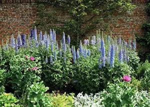 Blown: Delphinium