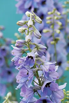 Delphinium: Delphinium