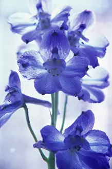 Mobile: Delphinium