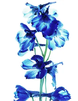 Delphinium: Delphinium