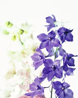 Delphinium: Delphinium