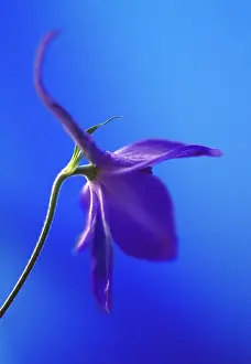 Turned: Delphinium