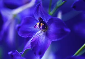 Splendid: Delphinium