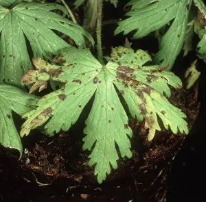 Lesions: Delphinium black blotch