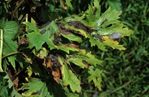 Infected: Delphinium black blotch