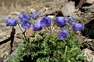 Delphinium: Delphinium cashmerianum