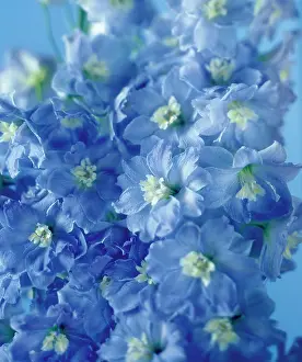 Stems: Delphinium, Close view of 2 stems with multiple