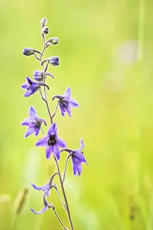 Tsaritsyn: Delphinium (Delphinium crassifolium) flowers, Tsaritsyn