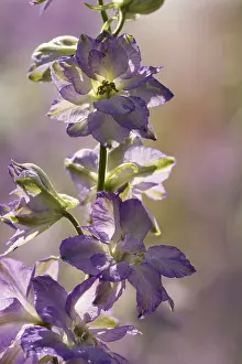 Delphinium: Delphinium, Delphinium cultivar, Purple subject