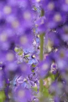 Delphinium: Delphinium, Delphinium elatum cultivar, Purple subject