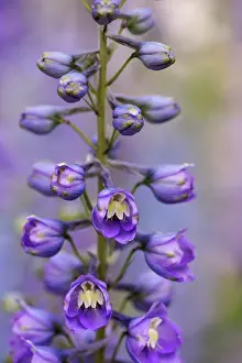Delphinium: Delphinium, Delphinium elatum cultivar, Purple subject