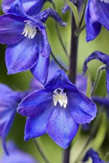 Stamen: Delphinium, Delphinium elatum cultivar, Blue subject