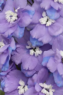 Delphinium: Delphinium, Delphinium elatum cultivar, Purple subject