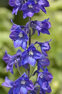 020617: Delphinium, Delphinium elatum cultivar, Blue subject