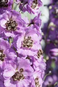 Jenny: Delphinium, Delphinium Jenny Agutter, Close view