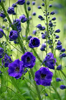 Clusters: Delphinium - Purple Velvet