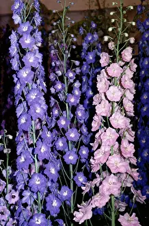 Delphiniums: DELPHINIUMS - Prize flowers