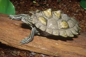 Sawback: Delta Map Turtle