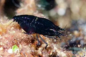 Snapping: Deman's Snapping Shrimp - Sidem dive site, Tulamben