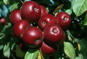 Ripening: Democrat Apples