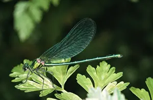 Dragonflies: DEMOISELLE AGRION DRAGONFLY