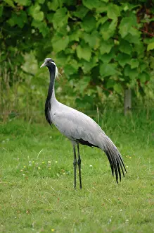 Virgo: Demoiselle Crane