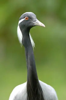 Virgo: Demoiselle Crane