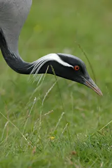 Virgo: Demoiselle Crane