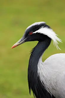 Virgo: Demoiselle Crane