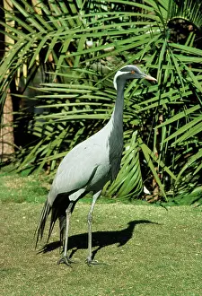 Virgo: Demoiselle Crane