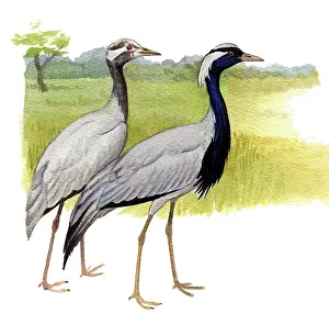 Demoiselle: Demoiselle Crane