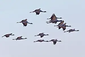 Demoiselle: Demoiselle Crane