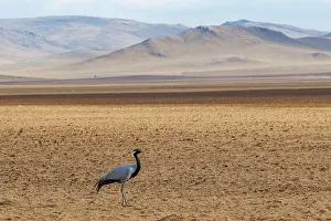 Gruidae: Demoiselle crane