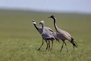 Gruidae: Demoiselle crane
