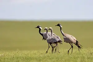 Gruidae: Demoiselle crane