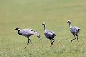 Oiseau: Demoiselle crane