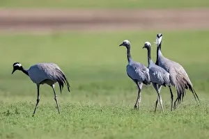 Oiseau: Demoiselle crane