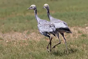 Oiseau: Demoiselle crane