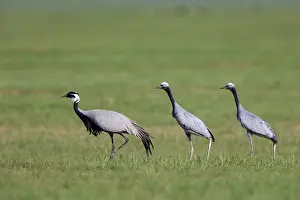 Oiseau: Demoiselle crane