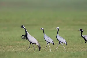 Oiseau: Demoiselle crane