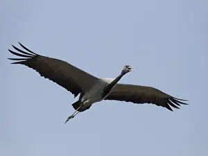 Virgo: Demoiselle Crane - Calling in Flight Grus virgo
